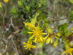 Monticalia arbutifolia