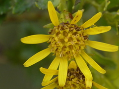 Monticalia arbutifolia