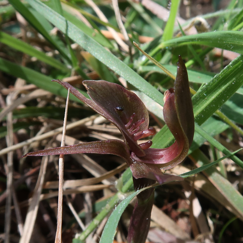 Image of Chiloglottis triceratops by no rights reserved