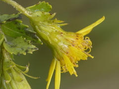 Monticalia arbutifolia