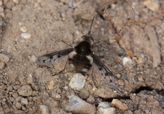 Bombylius albicapillus