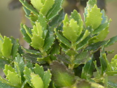 Monticalia arbutifolia