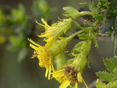 Monticalia arbutifolia
