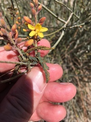 Hoffmannseggia microphylla