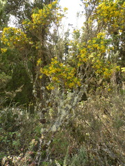 Monticalia arbutifolia