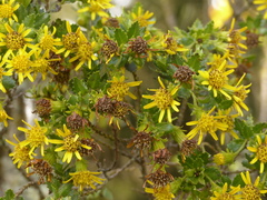 Monticalia arbutifolia