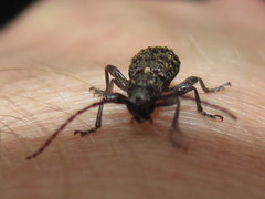 Plectrura spinicauda