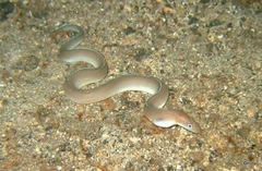 Gymnothorax albimarginatus