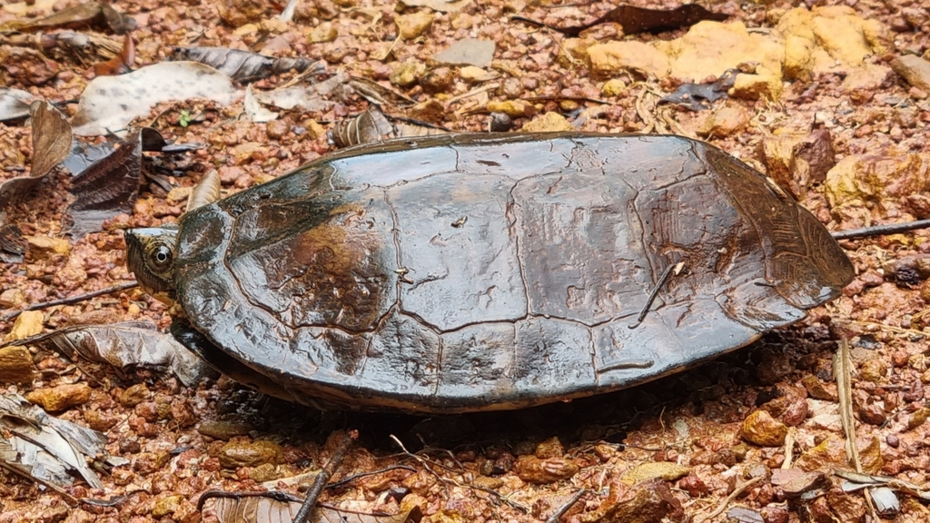 Photo by Nancy L. Gibson