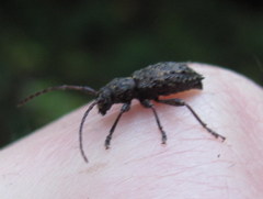 Plectrura spinicauda