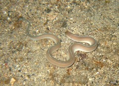 Gymnothorax albimarginatus