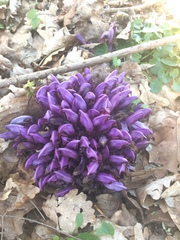 Lathraea clandestina