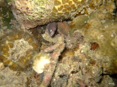Gymnothorax thyrsoideus