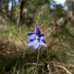 Blue Lady Orchid (Thelymitra ixioides)