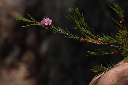 Image of Hypocalymma jessicae by (c) Greg Tasney, some rights reserved (CC BY-SA)
