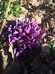 Lathraea clandestina