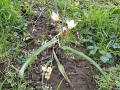 Tulipa bifloriformis