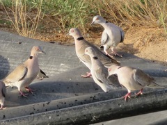 Streptopelia decipiens