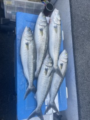 Australian Salmon photo 4