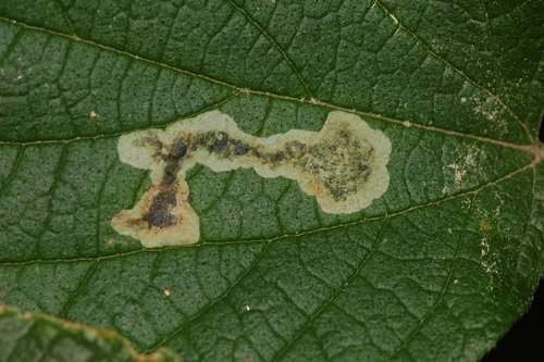 Agromyza pallidiseta