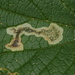 Agromyza pallidiseta - Photo (c) Charley Eiseman,  זכויות יוצרים חלקיות (CC BY-NC), הועלה על ידי Charley Eiseman