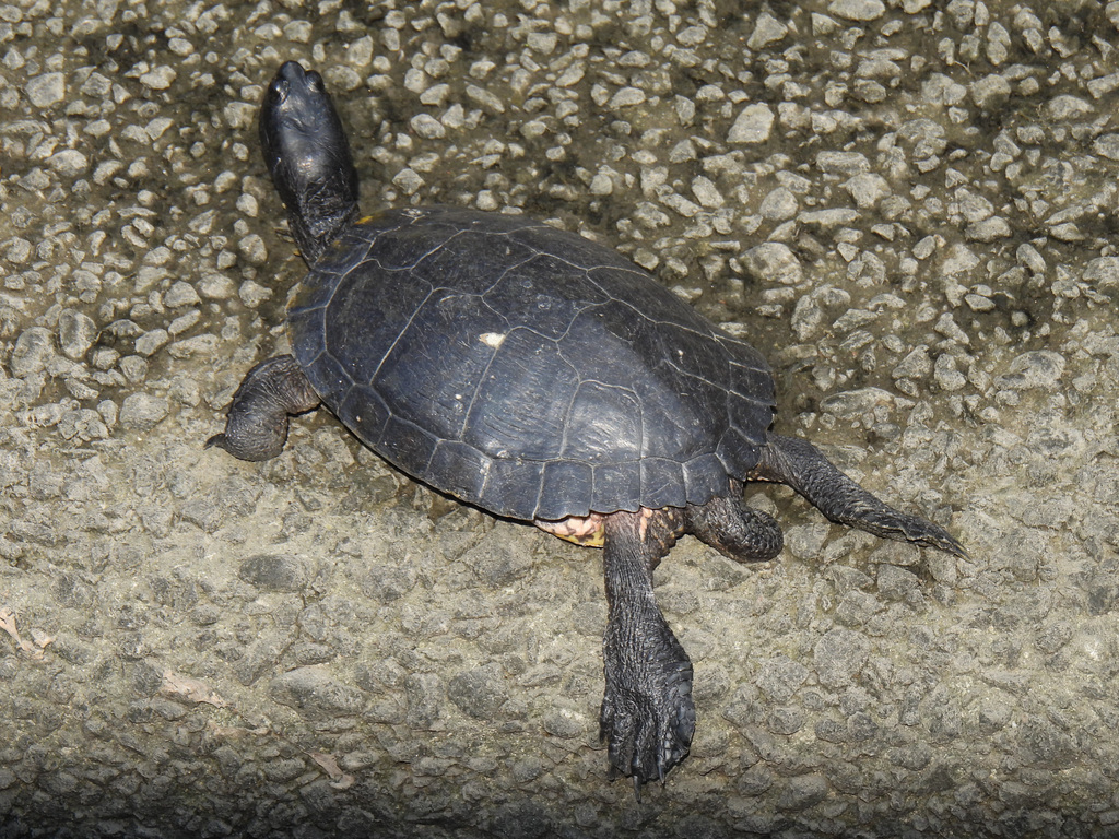 Pond Slider from Ikegami, Ota City, Tokyo 146-0082, Japan on October 28 ...