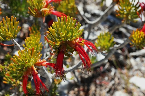 Image of Melaleuca valida by (c) Greg Tasney, some rights reserved (CC BY-SA)