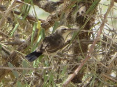 Anthreptes orientalis