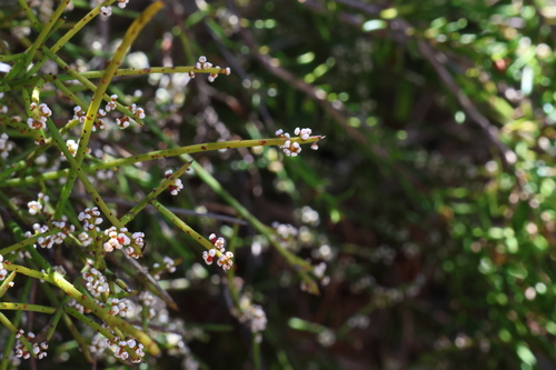sparse-flowered currant bush (Leptomeria pauciflora)