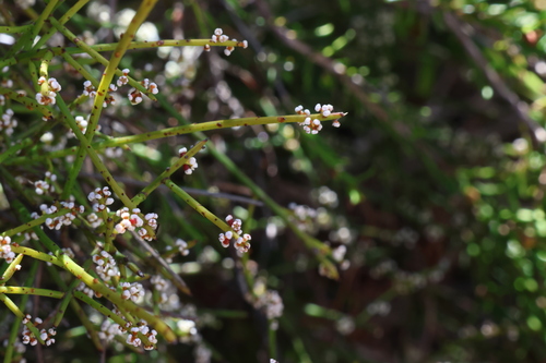 Image of Leptomeria pauciflora by (c) Greg Tasney, some rights reserved (CC BY-SA)