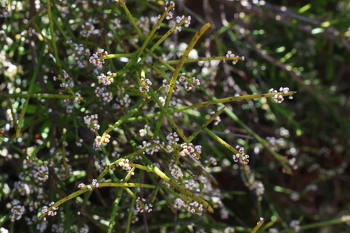 Image of Sparse-Flowered Currant Bush (Leptomeria pauciflora) by (c) Greg Tasney, some rights reserved (CC BY-SA)