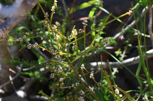 Image of Sparse-Flowered Currant Bush (Leptomeria pauciflora) by (c) Greg Tasney, some rights reserved (CC BY-SA)