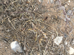 Pogonomyrmex rugosus
