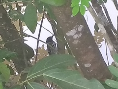 Sakesphorus canadensis