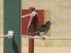 Bubalornis albirostris