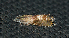 Sereda tautana