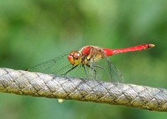 Sympetrum darwinianum