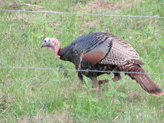 Meleagris gallopavo osceola