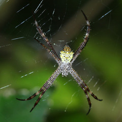 Argiope appensa