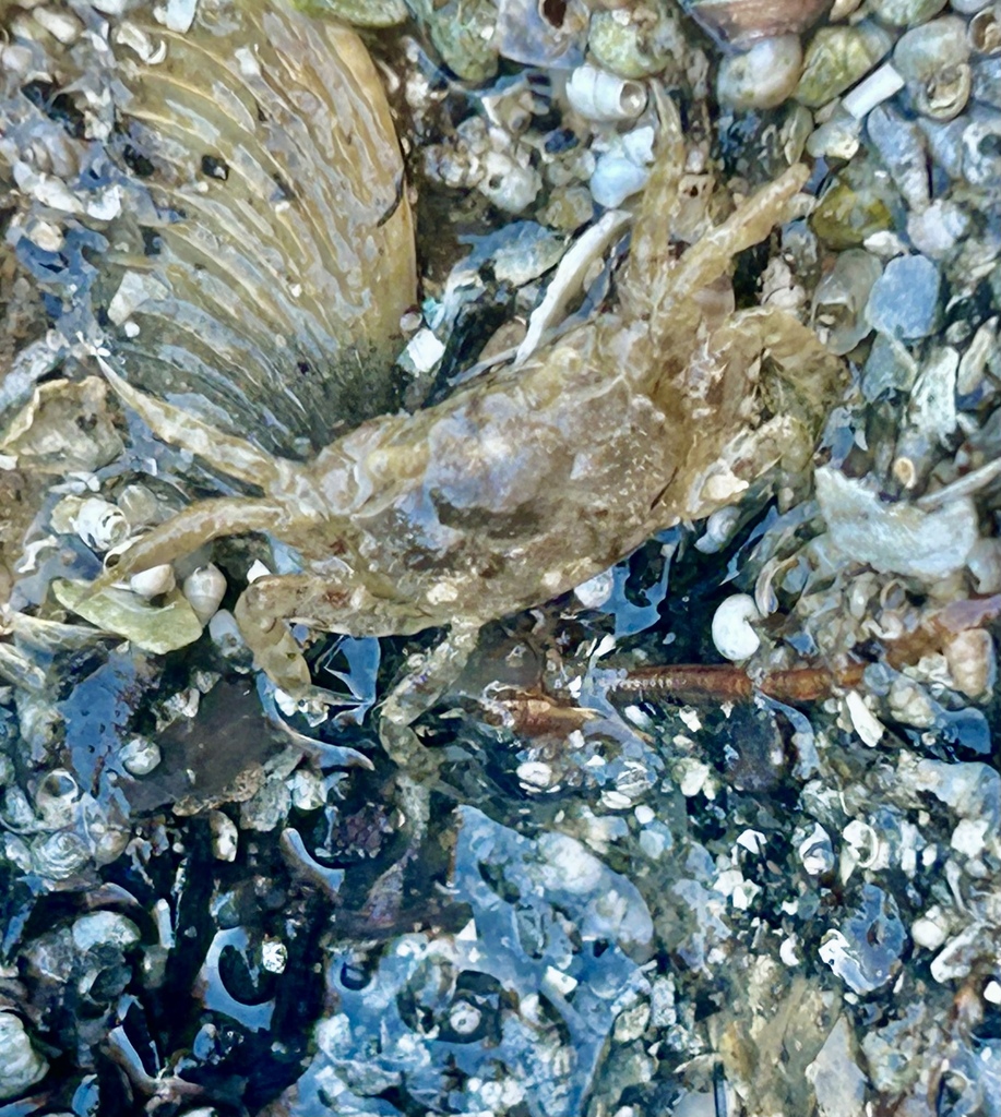 Chaenostoma punctulatum
