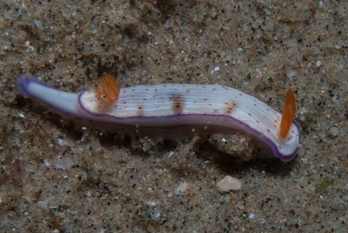 Hypselodoris carnea