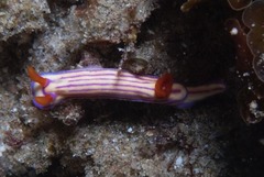 Hypselodoris maridadilus