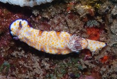 Hypselodoris pulchella