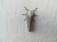 Creatonotos