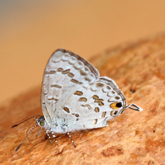 Catopyrops rita