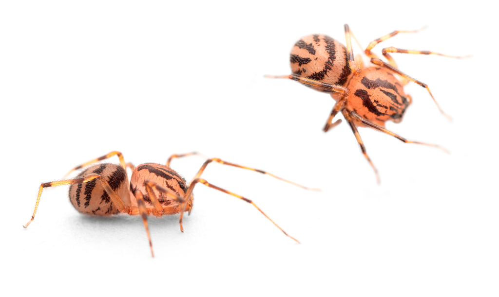 Scytodes velutina