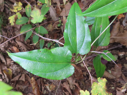 Tripterospermum trinervium, photograph 3