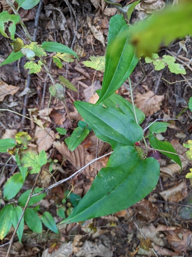 Tripterospermum trinervium, photograph 5