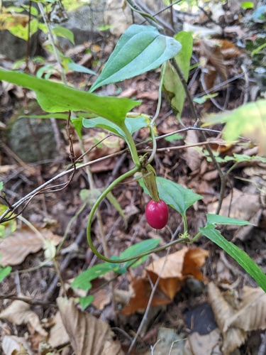Tripterospermum trinervium, photograph 6