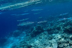 Platybelone argalus